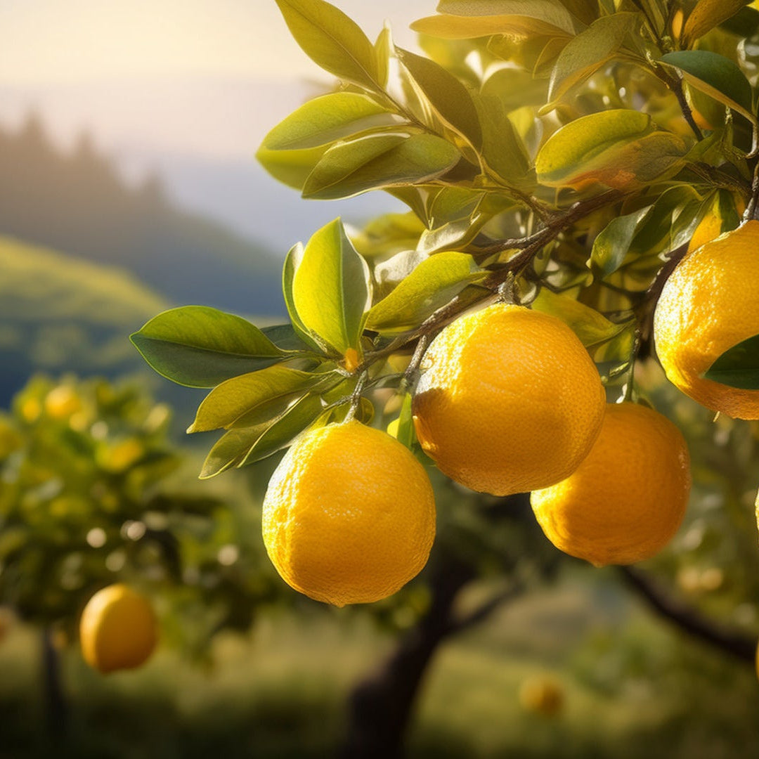 Lemons hanging from a lemon tree with a scenic background